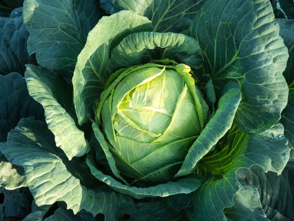 Cabbage learn the health benefits including cooking tips from Cassandra Austin of Casstronomy