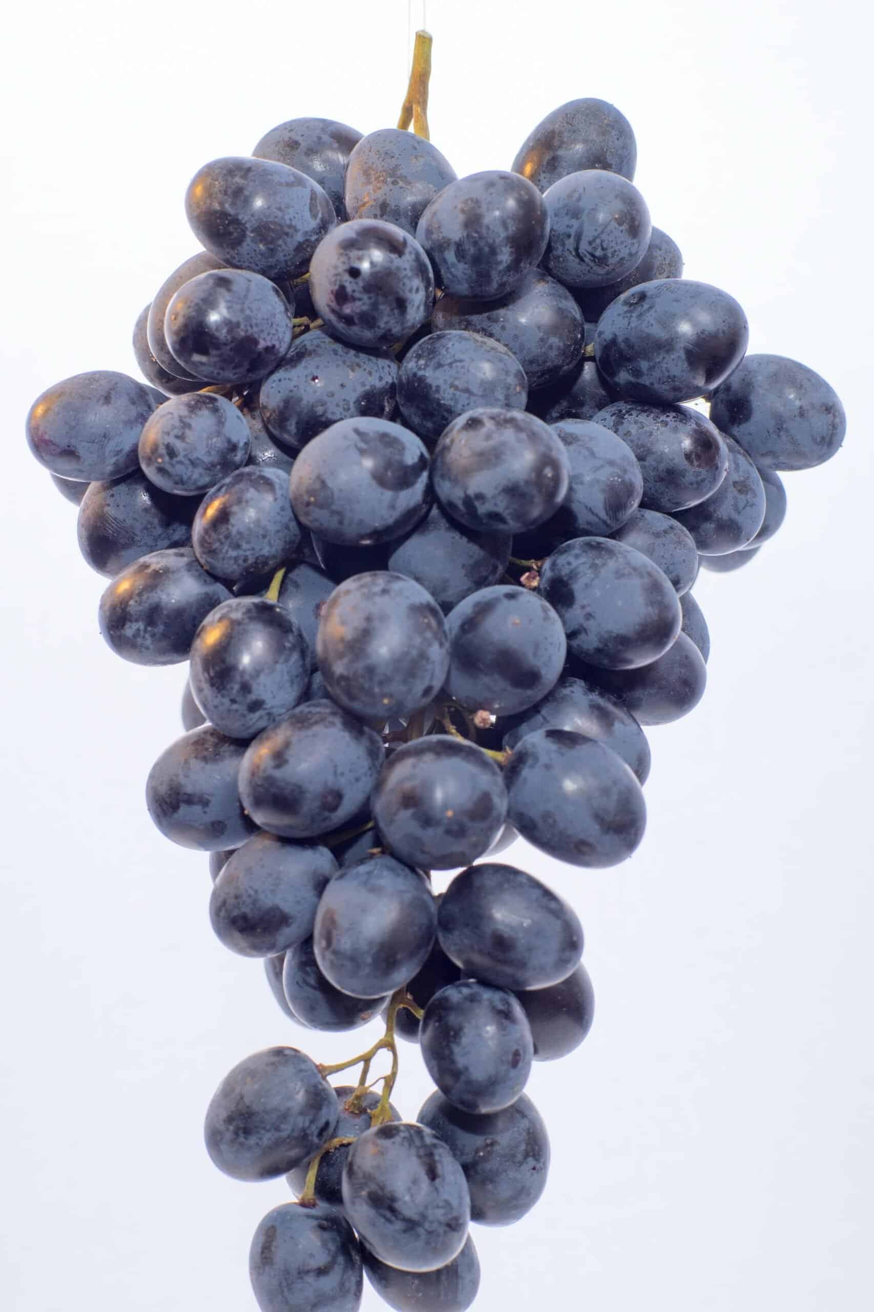 Fresh grape bunch